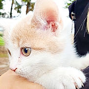 Maïa participe au concours pour gagner de l'argent avec cette photo : kitten, cat, close_up, fur, paw, claws, animal, pet, outdoor, nature, hand, holding, white_fur, beige_fur, young, cute, portrait, whiskers, ears, curious