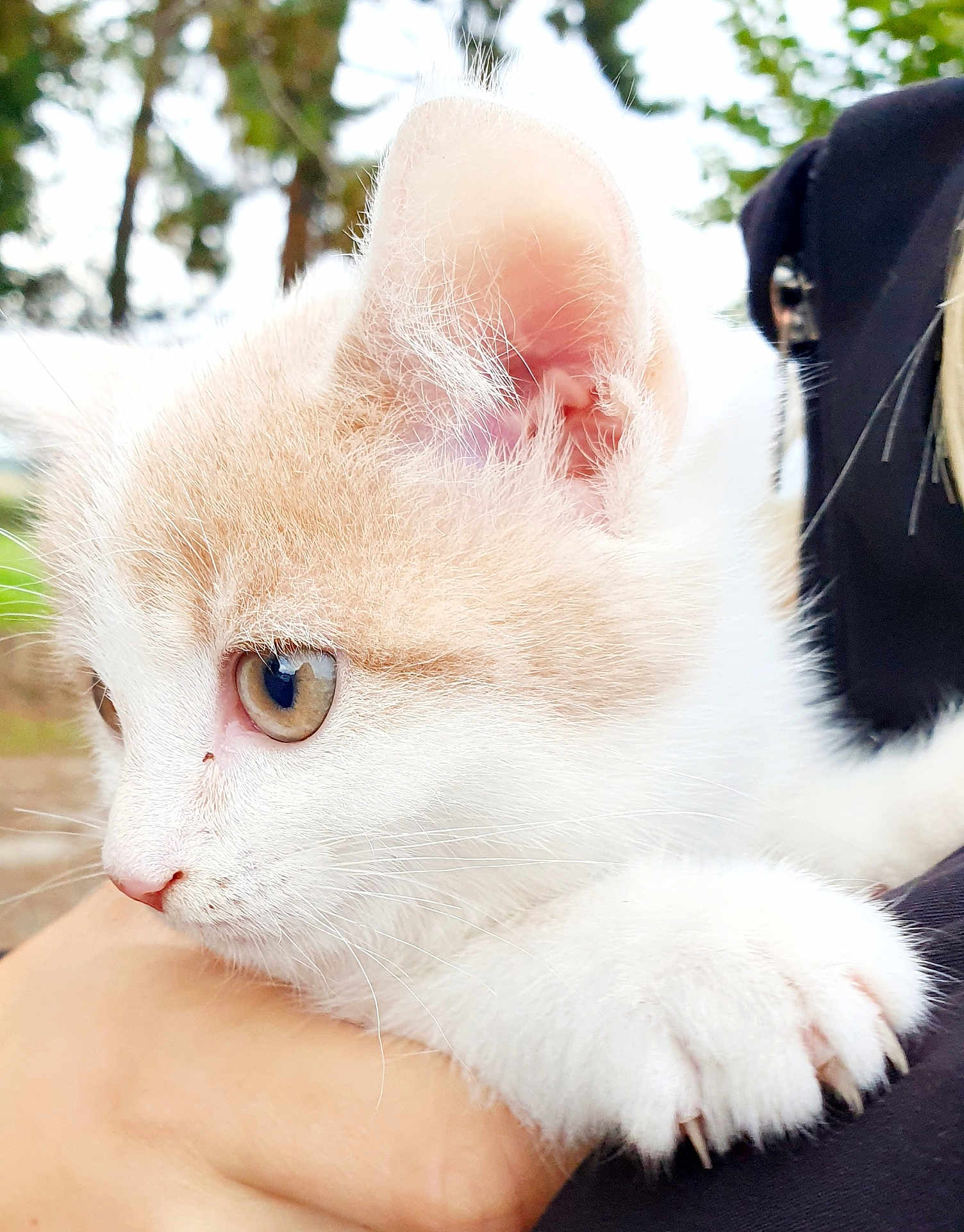 Maïa participe au concours pour gagner de l'argent avec cette photo : kitten, cat, close_up, fur, paw, claws, animal, pet, outdoor, nature, hand, holding, white_fur, beige_fur, young, cute, portrait, whiskers, ears, curious