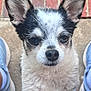 dog, small_dog, black_and_white, fluffy, ears, paws, looking_up, outdoor, brick, grass, concrete, shoes, sneakers, legs, pet, cute, animal, close_up, curious, standing