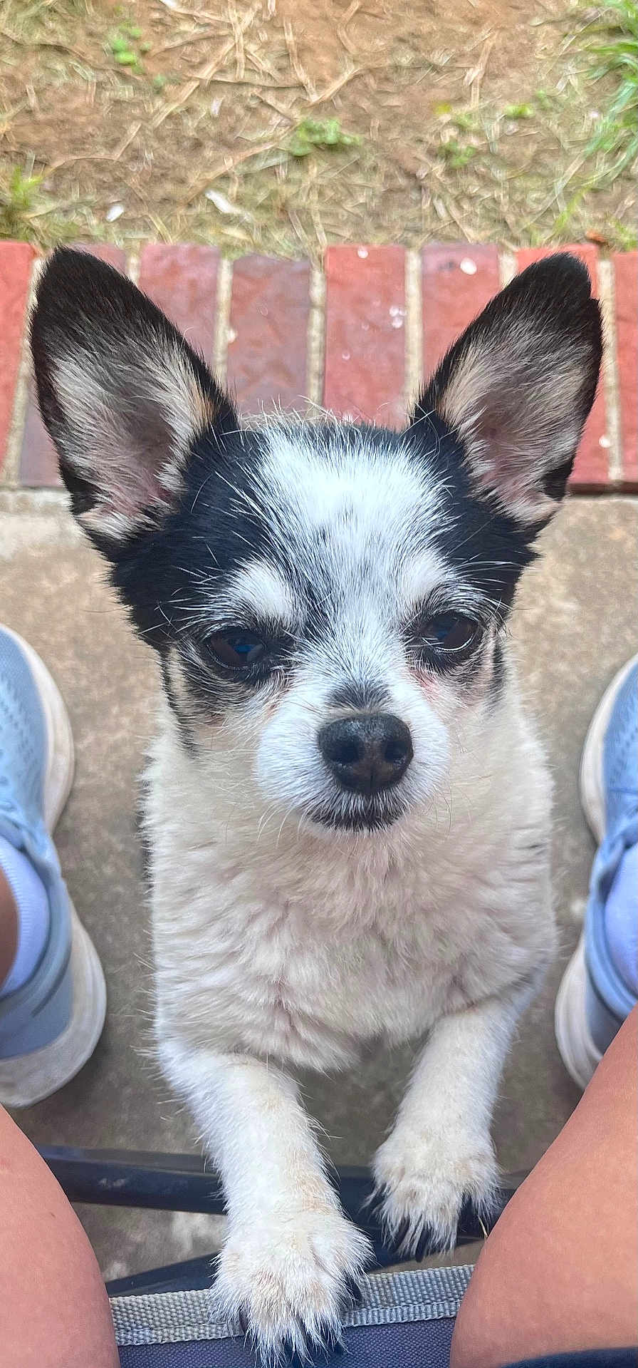 Otis is registered to the contest to win money with this photo: dog, small_dog, black_and_white, fluffy, ears, paws, looking_up, outdoor, brick, grass, concrete, shoes, sneakers, legs, pet, cute, animal, close_up, curious, standing