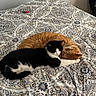 cats, two_cats, orange_cat, black_and_white_cat, tuxedo_cat, sleeping, cuddling, resting, bed, bedspread, patterned_fabric, indoors, bedroom, cozy, relaxed, furry, pets, nap, portrait, warm_lighting