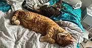 Bubby joined the competition — help win amazing prizes! cat, cats, tabby, orange_tabby, gray_tabby, pet, animal, feline, sleeping, lying_down, belly_up, bed, bedroom, blanket, bedding, pillow, indoors, relaxed, home, photography