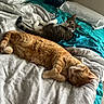 cat, cats, tabby, orange_tabby, gray_tabby, pet, animal, feline, sleeping, lying_down, belly_up, bed, bedroom, blanket, bedding, pillow, indoors, relaxed, home, photography
