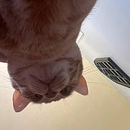 Bubby joined the competition — help win amazing prizes! cat, feline, pet, animal, fur, orange_cat, tabby, whiskers, ears, eyes, nose, close_up, upside_down, indoor, ceiling, vent, portrait, curious, funny, photography