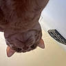cat, feline, pet, animal, fur, orange_cat, tabby, whiskers, ears, eyes, nose, close_up, upside_down, indoor, ceiling, vent, portrait, curious, funny, photography