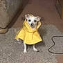 animal, architecture, building, canine, chihuahua, clothing, coat, costume, dog, face, fashion, hat, head, jacket, person, pet, photography, portrait, puppy, raincoat