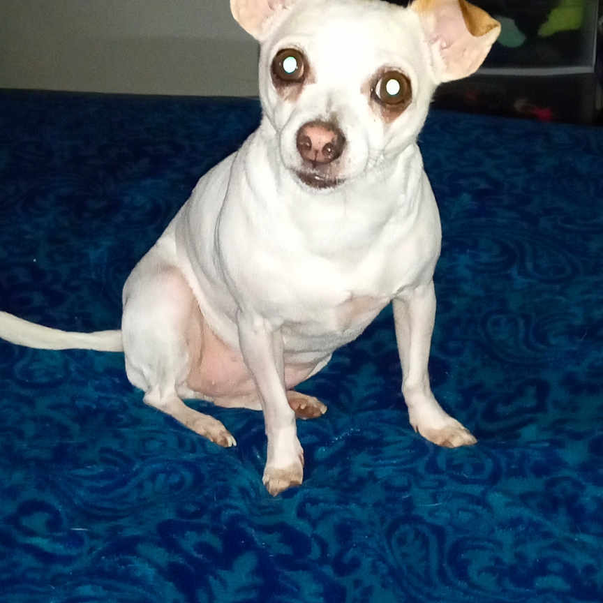 Baby joined the competition — help win amazing prizes! accessories, animal, bostonbull, boxer, bulldog, canine, chihuahua, dog, frenchbulldog, hound, indoors, labradorretriever, leash, pet, pitbull, pool, puppy, strap, water, whitedog