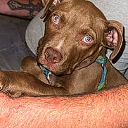 Milo is registered to the contest to win money with this photo: animal, arm, brown, close_up, clothing, cute, dog, ears, eyes, fur, holding, indoors, nose, paw, person, pet, puppy, resting, tank_top, tattoo