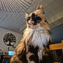 Biscotte participe au concours pour gagner de l'argent avec cette photo : calico_cat, cat, ceiling, close_up, cup, curious, domestic_cat, ears, face, fluffy, fur, indoor, lamp_shade, laptop, long_hair, pet_portrait, table, wall_art, whiskers, wooden_chair