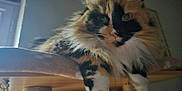 Biscotte a rejoint le concours — aidez-le/la à gagner de superbes lots ! calico_cat, cat, cat_tree, close_up, cozy, domestic_cat, feline, fluffy, fur, green_eyes, indoor, long_hair, paws, pet, portrait, relaxed, shelf, sunlight, whiskers, wood