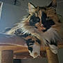 calico_cat, cat, cat_tree, close_up, cozy, domestic_cat, feline, fluffy, fur, green_eyes, indoor, long_hair, paws, pet, portrait, relaxed, shelf, sunlight, whiskers, wood
