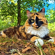 Biscotte a rejoint le concours — aidez-le/la à gagner de superbes lots ! calico_cat, cat, close_up, feline, forest, fur, grass, greenery, leaves, lying_down, nature, outdoors, paw, pet, portrait, sunlight, tree_trunk, trees, whiskers, yellow_eyes