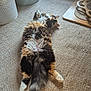 Biscotte a rejoint le concours — aidez-le/la à gagner de superbes lots ! belly, calico_cat, carpet, cat, cat_toy, cozy, cute, fluffy, fur, home_interior, indoor, laundry_basket, napping, paws, pet, relaxed, stretching, sunlight, tail, toy