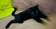 Yoni participe au concours pour gagner de l'argent avec cette photo : black_cat, cat, feline, pet, animal, indoor, couch, furniture, yellow_cushion, relaxing, lying_down, blurred, fur, whiskers, tail, eyes, home, cozy, resting, domestic_animal