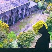 Yoni a rejoint le concours — aidez-le/la à gagner de superbes lots ! cat, silhouette, screen, building, trees, greenery, nature, wildlife, shadow, animal, outdoor_view, aerial_view, abandoned_building, foliage, landscape, quiet, peaceful, curious, companion, indoor