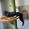 cat, black_cat, cat_tree, window, indoor, perch, relaxing, pet, animal, feline, cozy, green, beige, looking_outside, daylight, home, wall_art, plant_shape, resting, curious