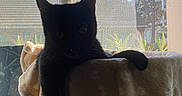 Yoni participe au concours pour gagner de l'argent avec cette photo : animal, black_cat, blanket, cat, cat_tree, cozy, curiosity, daylight, domestic_cat, feline, home, houseplant, indoor, pet, relaxing, resting, shadow, silhouette, sunlight, window