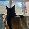black_cat, cat, cat_tree, blanket, window, indoor, pet, silhouette, shadow, sunlight, feline, houseplant, home, relaxing, animal, cozy, daylight, domestic_cat, resting, curiosity