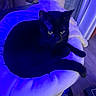 cat, black_cat, pet, animal, indoor, cushion, feline, relaxing, soft, plush, blue_light, eyes, whiskers, tail, fur, cozy, home, resting, cute, mysterious