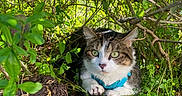 Joy participe au concours pour gagner de l'argent avec cette photo : animal, blue_harness, bush, cat, closeup, curious, dirt, fur, green_eyes, ground, hidden, leaves, mammal, nature, outdoor, pet, plants, small_animal, whiskers, wildlife