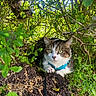 cat, green_eyes, blue_harness, bush, leaves, plants, outdoor, nature, animal, fur, whiskers, ground, dirt, curious, pet, small_animal, mammal, closeup, hidden, wildlife