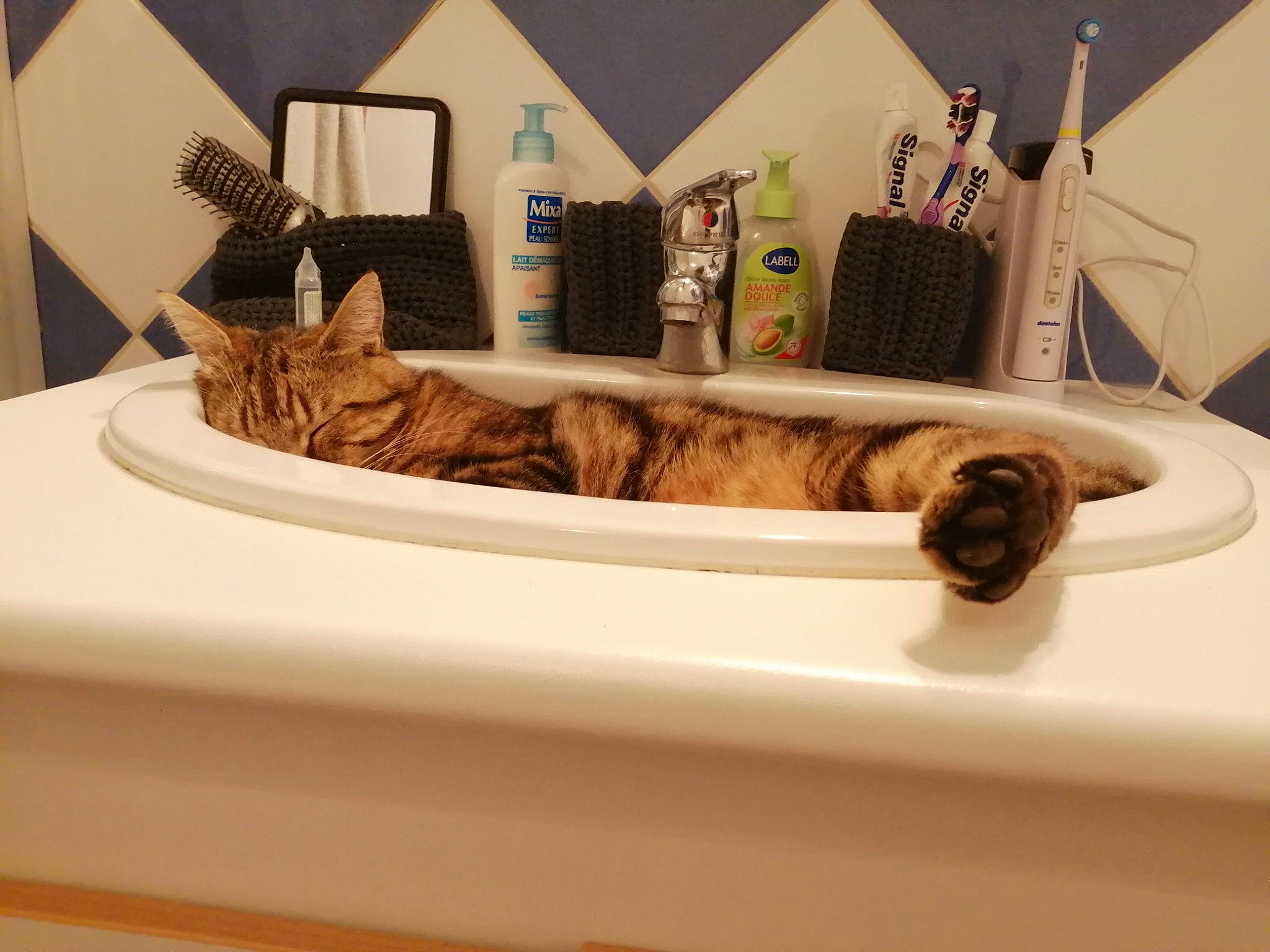 Griffon participe au concours pour gagner de l'argent avec cette photo : bathtub, carnivore, cat, felidae, fur, interior_design, sink, small_to_medium_sized_cats, tabby_cat, table, tail, whiskers