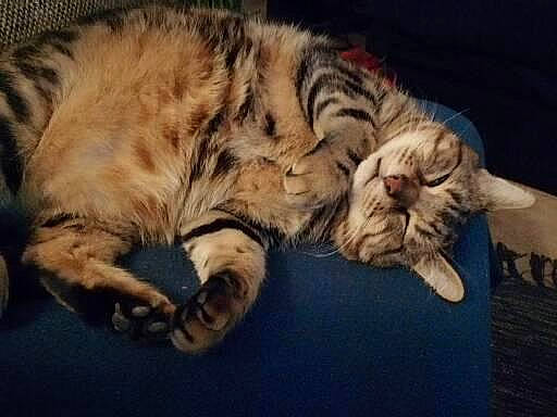 Griffon a rejoint le concours — aidez-le/la à gagner de superbes lots ! bored, carnivore, cat, claw, comfort, domestic_short_haired_cat, felidae, foot, fur, nap, paw, sleep, small_to_medium_sized_cats, snout, tail, terrestrial_animal, whiskers, wildlife