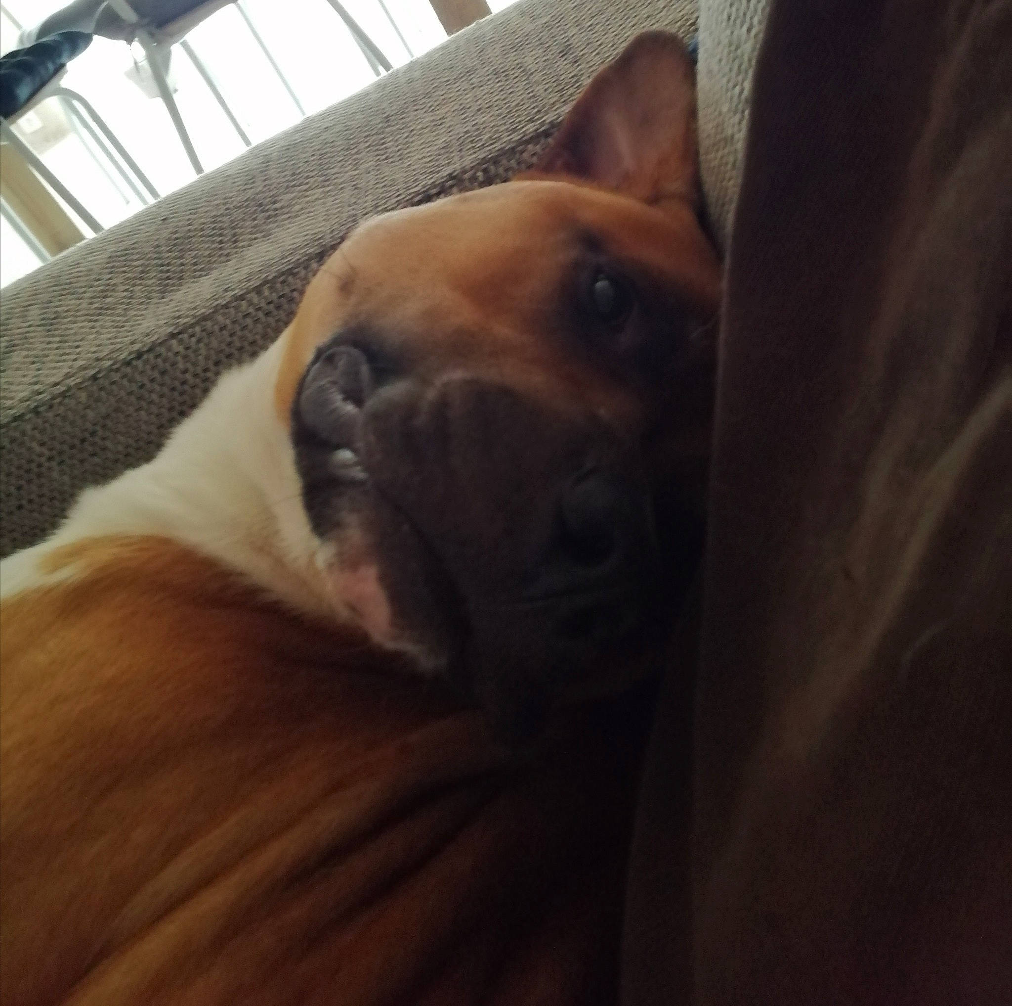 Marvel participe au concours pour gagner de l'argent avec cette photo : canidae, carnivore, cloud, comfort, companion_dog, dog, dog_bed, dog_breed, felidae, fur, guard_dog, paw, puppy_love, sporting_group, tail, terrestrial_animal, whiskers, wildlife, wood, working_animal