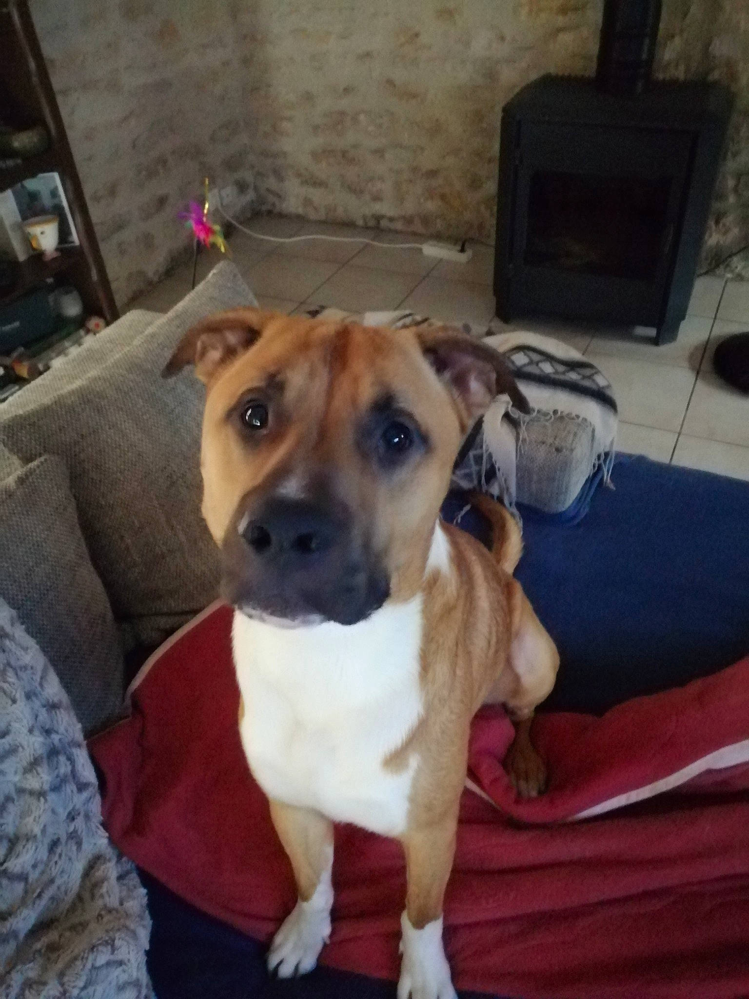 Marvel participe au concours pour gagner de l'argent avec cette photo : carnivore, collar, comfort, companion_dog, couch, dog, dog_breed, dog_collar, dog_supply, fawn, flooring, guard_dog, home_appliance, pet_supply, snout, sporting_group, television, whiskers, working_animal, working_dog