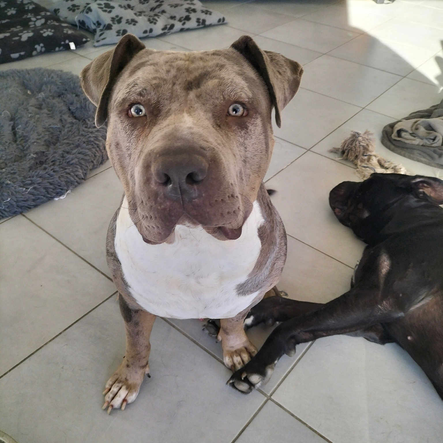Thor
