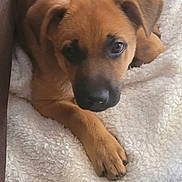 Axel joined the competition — help win amazing prizes! animal, blanket, brown, companion, cozy, curious, cute, dog, ears, fluffy, fur, indoor, paw, pet, puppy, relaxed, resting, snout, tile_floor, young