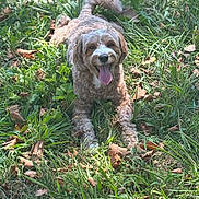 Cookie is registered to the contest to win money with this photo: dog, grass, outdoor, pet, curly_fur, tongue, happy, animal, nature, laying_down, leaf, greenery, summer, playful, closeup, sunlight, canine, friendly, mammal, daylight