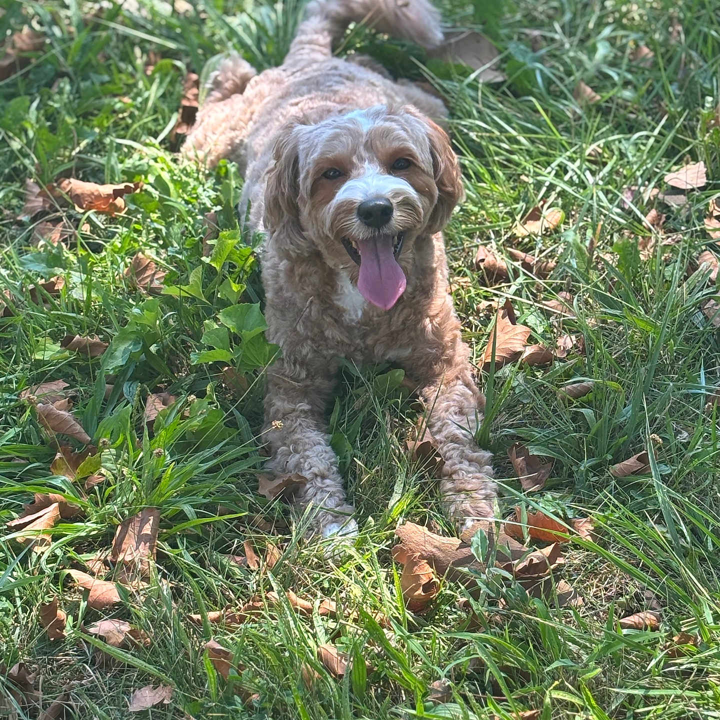 Cookie is registered to the contest to win money with this photo: animal, canine, closeup, curly_fur, daylight, dog, friendly, grass, greenery, happy, laying_down, leaf, mammal, nature, outdoor, pet, playful, summer, sunlight, tongue