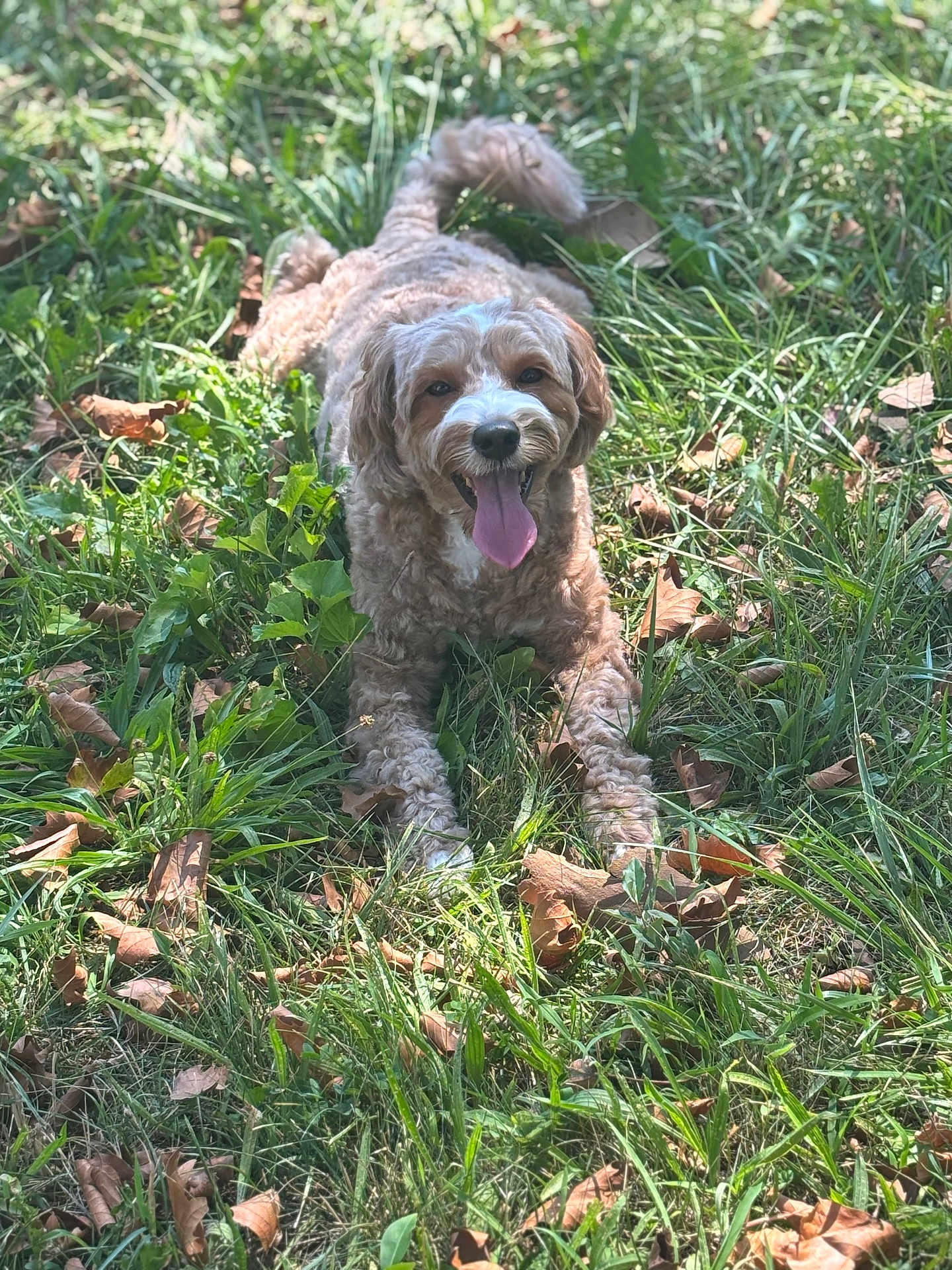 Cookie is registered to the contest to win money with this photo: dog, grass, outdoor, pet, curly_fur, tongue, happy, animal, nature, laying_down, leaf, greenery, summer, playful, closeup, sunlight, canine, friendly, mammal, daylight