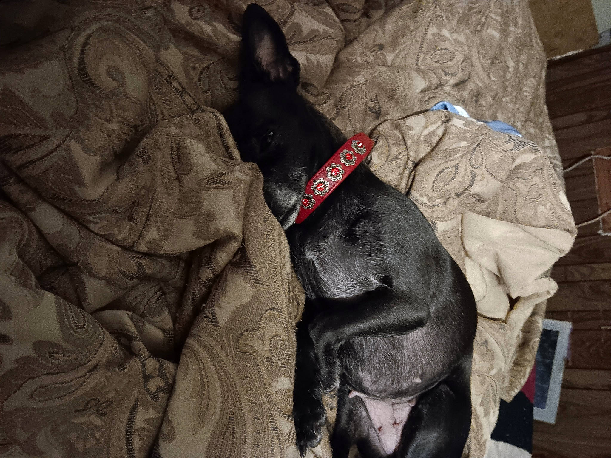 Bebe is registered to the contest to win money with this photo: canidae, carmine, carnivore, collar, comfort, companion_dog, dog, dog_breed, dog_collar, dog_supply, ear, fawn, grey, guard_dog, non_sporting_group, snout, sporting_group, toy_dog, whiskers, working_animal