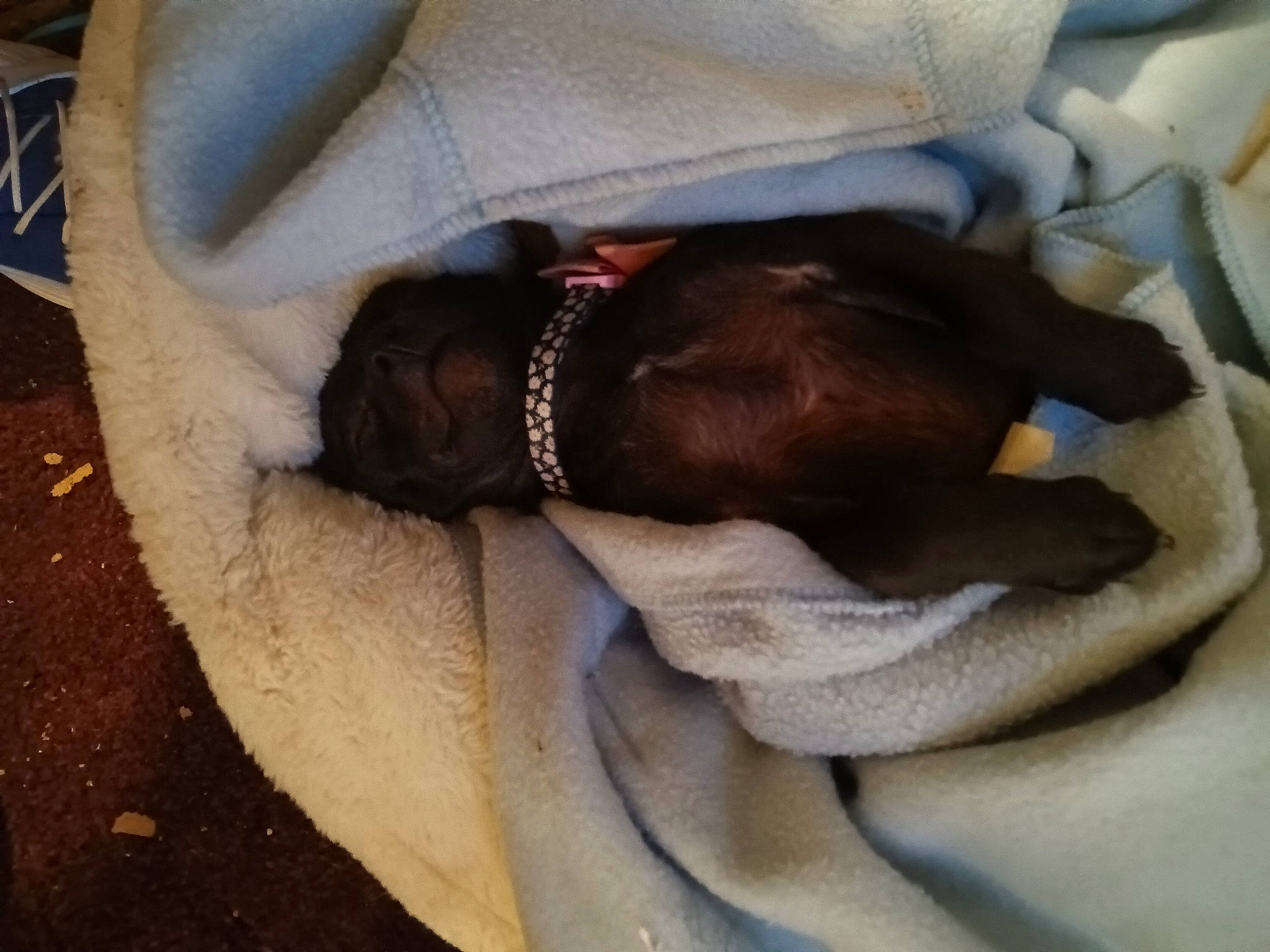 Bebe joined the competition — help win amazing prizes! bedding, blanket, canidae, carnivore, comfort, companion_dog, dog, dog_breed, fawn, felidae, fur, grey, linens, liver, nap, sleeve, snout, sporting_group, tints_and_shades, working_animal