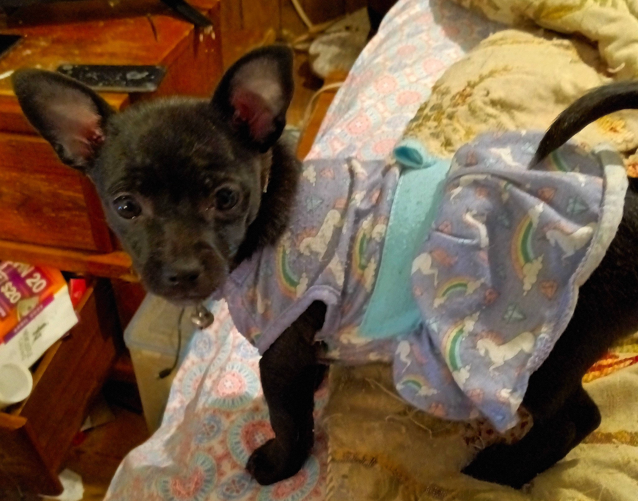 Bebe joined the competition — help win amazing prizes! canidae, carnivore, comfort, companion_dog, dog, dog_breed, ear, fawn, fur, non_sporting_group, puppy, snout, sporting_group, terrestrial_animal, toy_dog, whiskers, working_animal