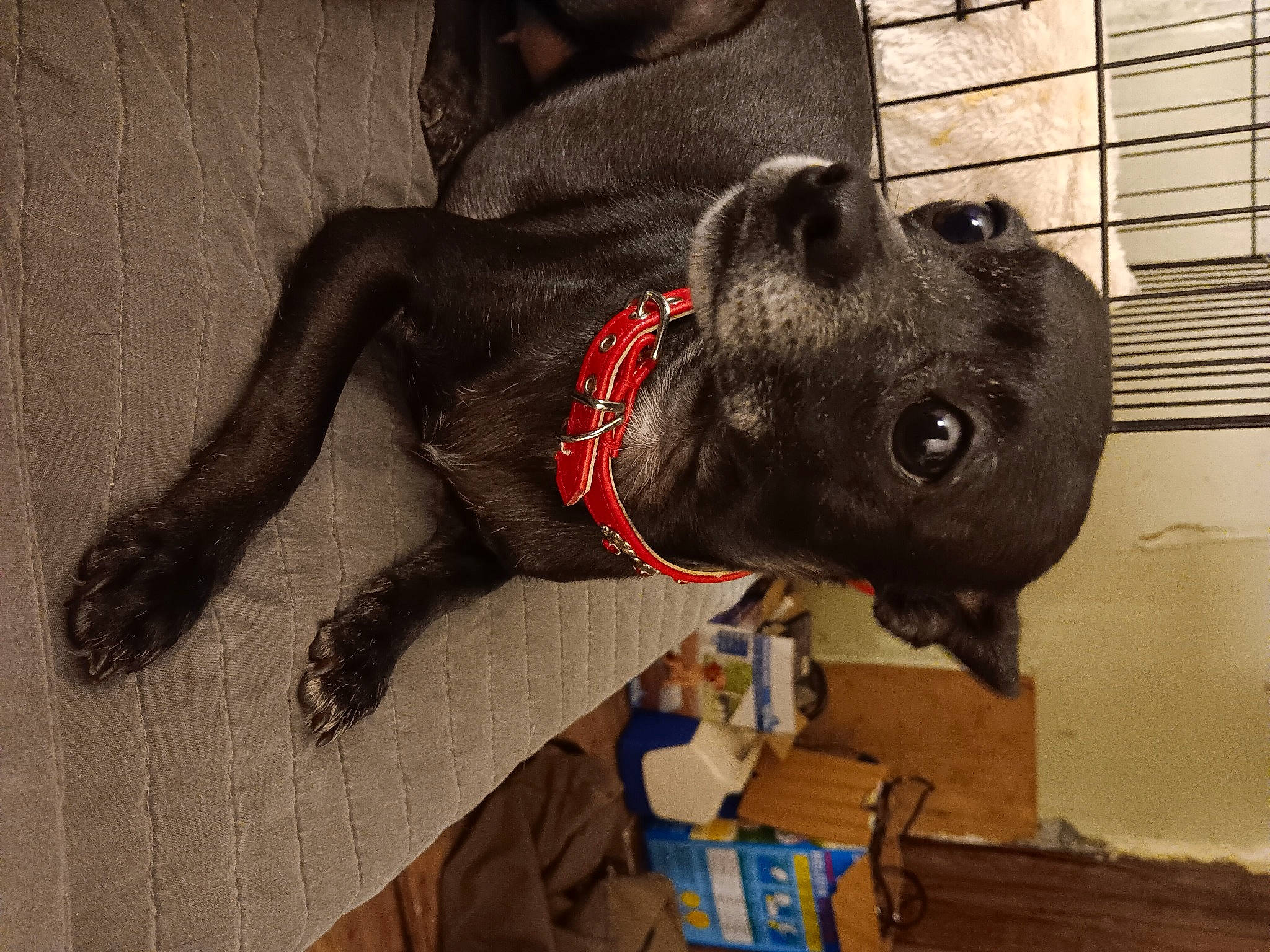 Bebe is registered to the contest to win money with this photo: canidae, carmine, carnivore, collar, companion_dog, dog, dog_breed, dog_clothes, dog_collar, dog_supply, fawn, fur, grey, leash, personal_protective_equipment, pet_supply, sculpture, snout, sporting_group, working_animal