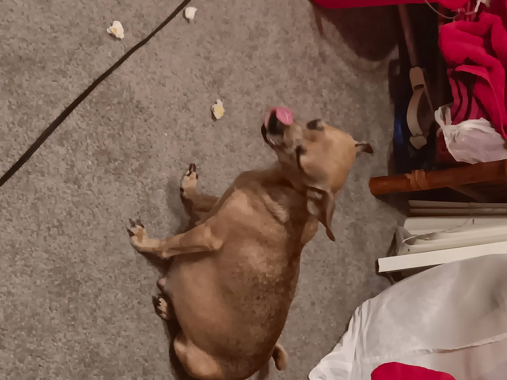 Wau is registered to the contest to win money with this photo: asphalt, canidae, carnivore, companion_dog, concrete, dog, dog_breed, fawn, flooring, goats, liver, livestock, non_sporting_group, road_surface, sporting_group, street_dog, tail, wood, working_animal