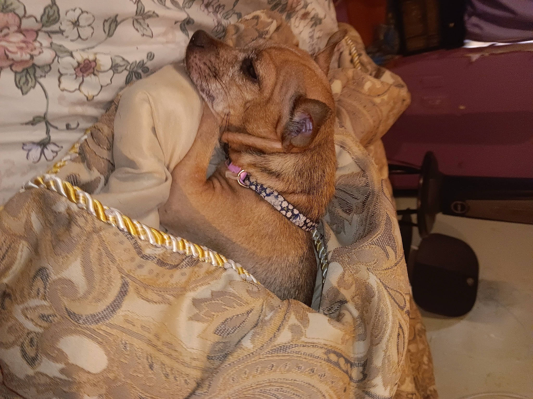 Wau joined the competition — help win amazing prizes! bag, bedding, canidae, carnivore, comfort, companion_dog, dog, dog_breed, fawn, fur, guard_dog, linens, luggage_and_bags, pattern, paw, sporting_group, terrestrial_animal, wood, working_animal, wrinkle