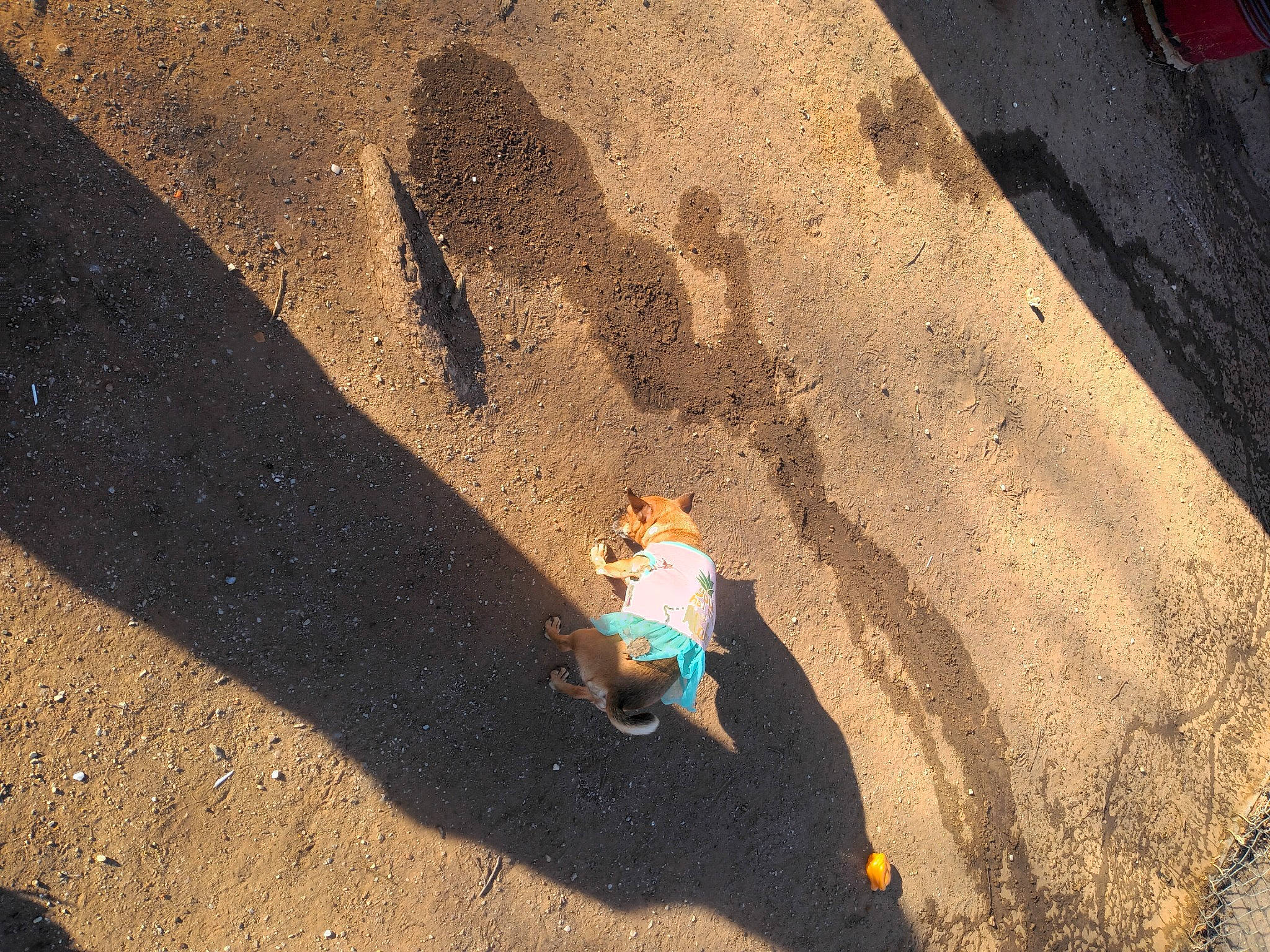 Wau is registered to the contest to win money with this photo: asphalt, concrete, ecoregion, geology, grass, human_leg, landscape, leisure, people_in_nature, reflection, road, road_surface, sand, shadow, sidewalk, soil, sunlight, tar, tints_and_shades, wood