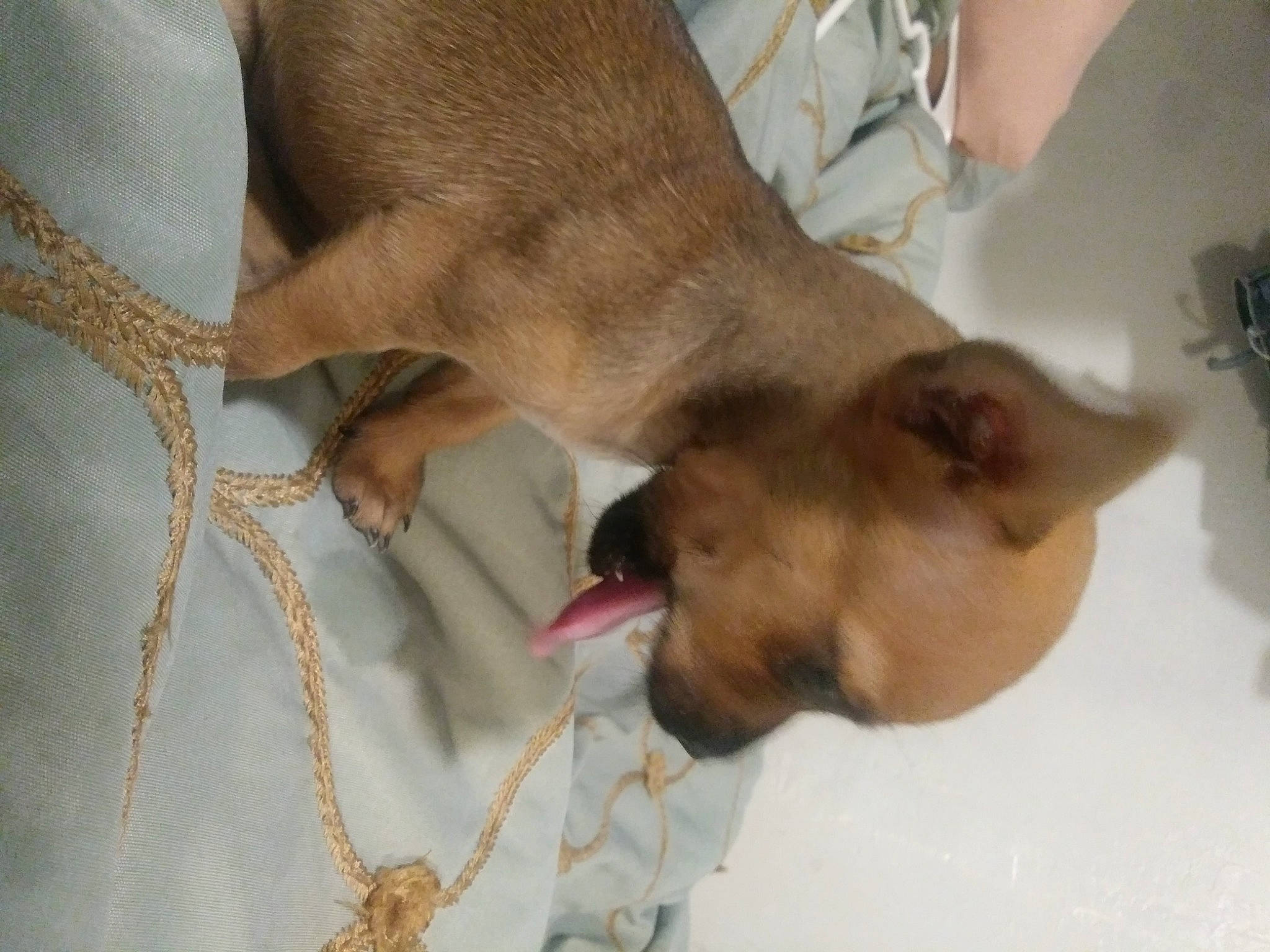 Wau is registered to the contest to win money with this photo: canidae, carnivore, collar, comfort, companion_dog, dog, dog_breed, dog_collar, dog_supply, fawn, fur, guard_dog, liver, non_sporting_group, paw, snout, sporting_group, toy_dog, whiskers, working_animal