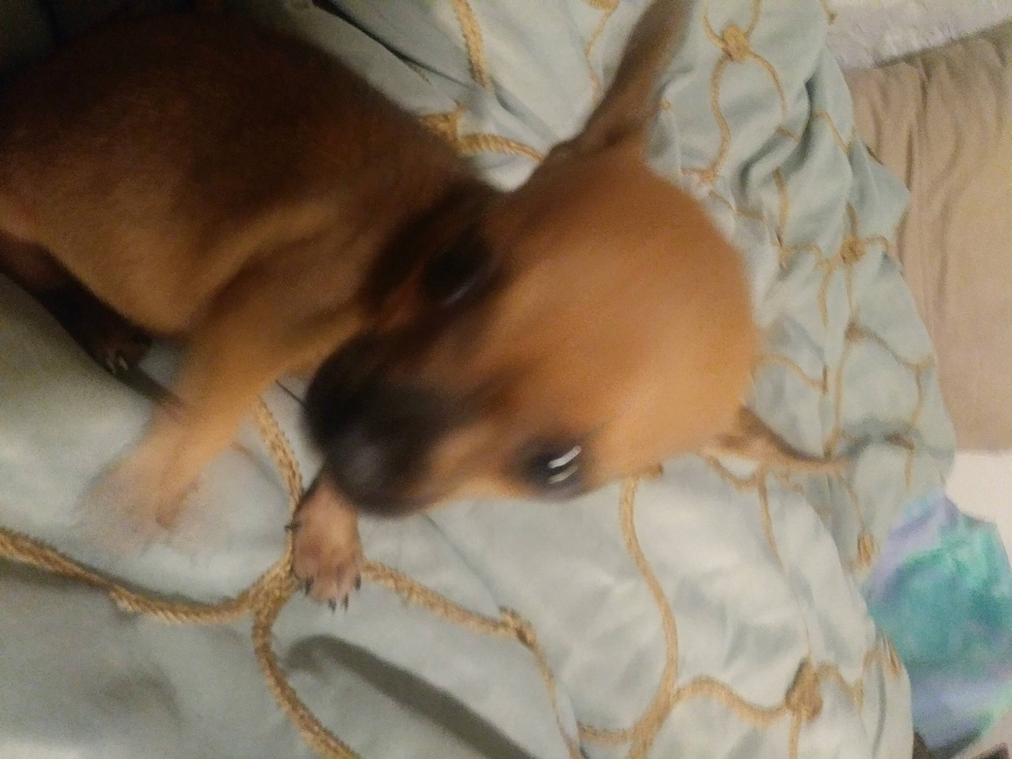 Wau is registered to the contest to win money with this photo: baby, carnivore, comfort, companion_dog, dog, dog_breed, fawn, fur, linens, non_sporting_group, paw, snout, tail, terrestrial_animal, toy_dog, whiskers, wood, working_animal