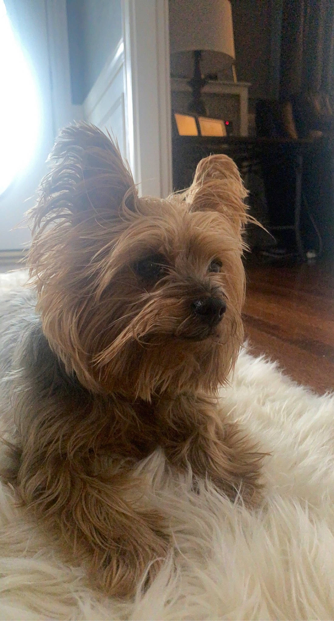 Twix joined the competition — help win amazing prizes! biewer_terrier, canidae, carnivore, companion_dog, dog, dog_breed, dog_supply, ear, fawn, fur, liver, small_terrier, snout, sporting_group, terrestrial_animal, terrier, toy_dog, window, wood, working_animal