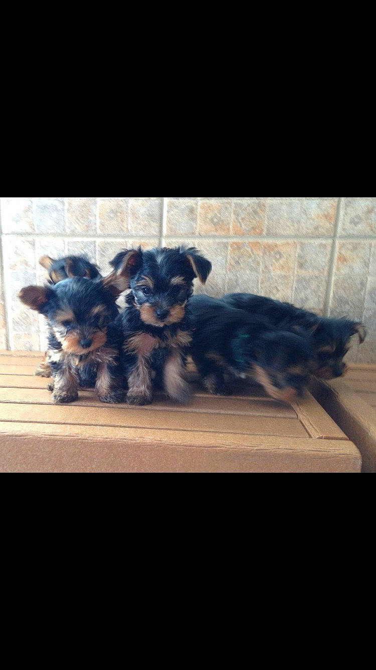 Twix joined the competition — help win amazing prizes! carnivore, cloud, companion_dog, dog, dog_breed, electric_blue, felidae, fur, paw, room, sky, small_to_medium_sized_cats, snout, square, tail, tints_and_shades, toy, whiskers, wood, working_animal