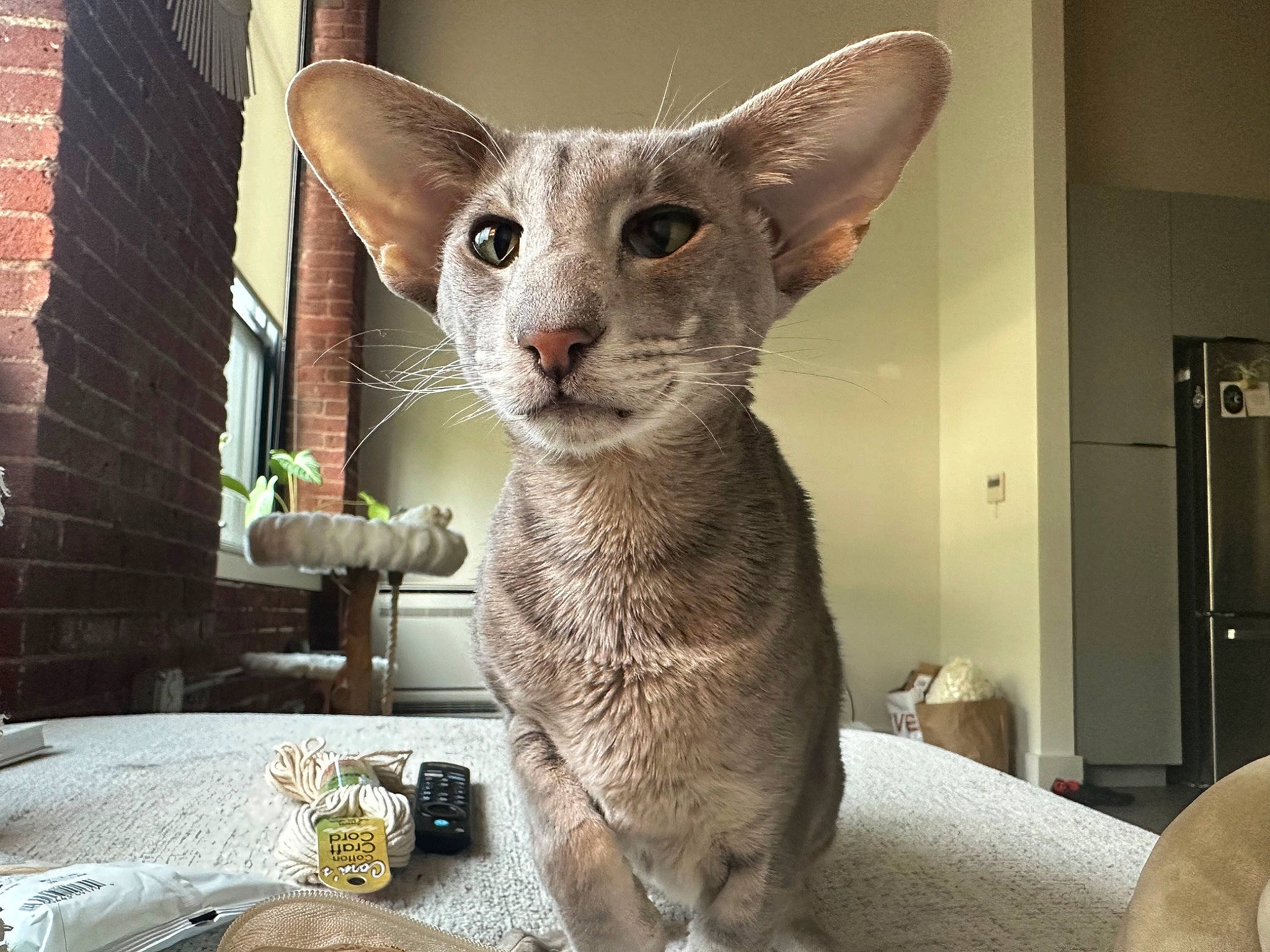 Willow is registered to the contest to win money with this photo: brick, brickwork, carnivore, cat, cat_supply, chair, comfort, domestic_short_haired_cat, fawn, felidae, fur, paw, plant, small_to_medium_sized_cats, snout, tableware, tail, terrestrial_animal, whiskers, window