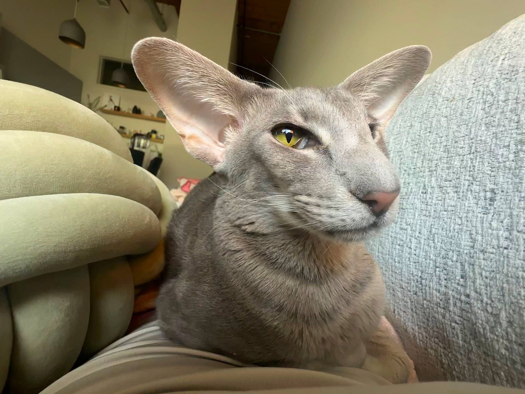 Willow joined the competition — help win amazing prizes! carnivore, cat, comfort, domestic_short_haired_cat, ear, felidae, fur, grey, russian_blue, sculpture, small_to_medium_sized_cats, snout, terrestrial_animal, whiskers