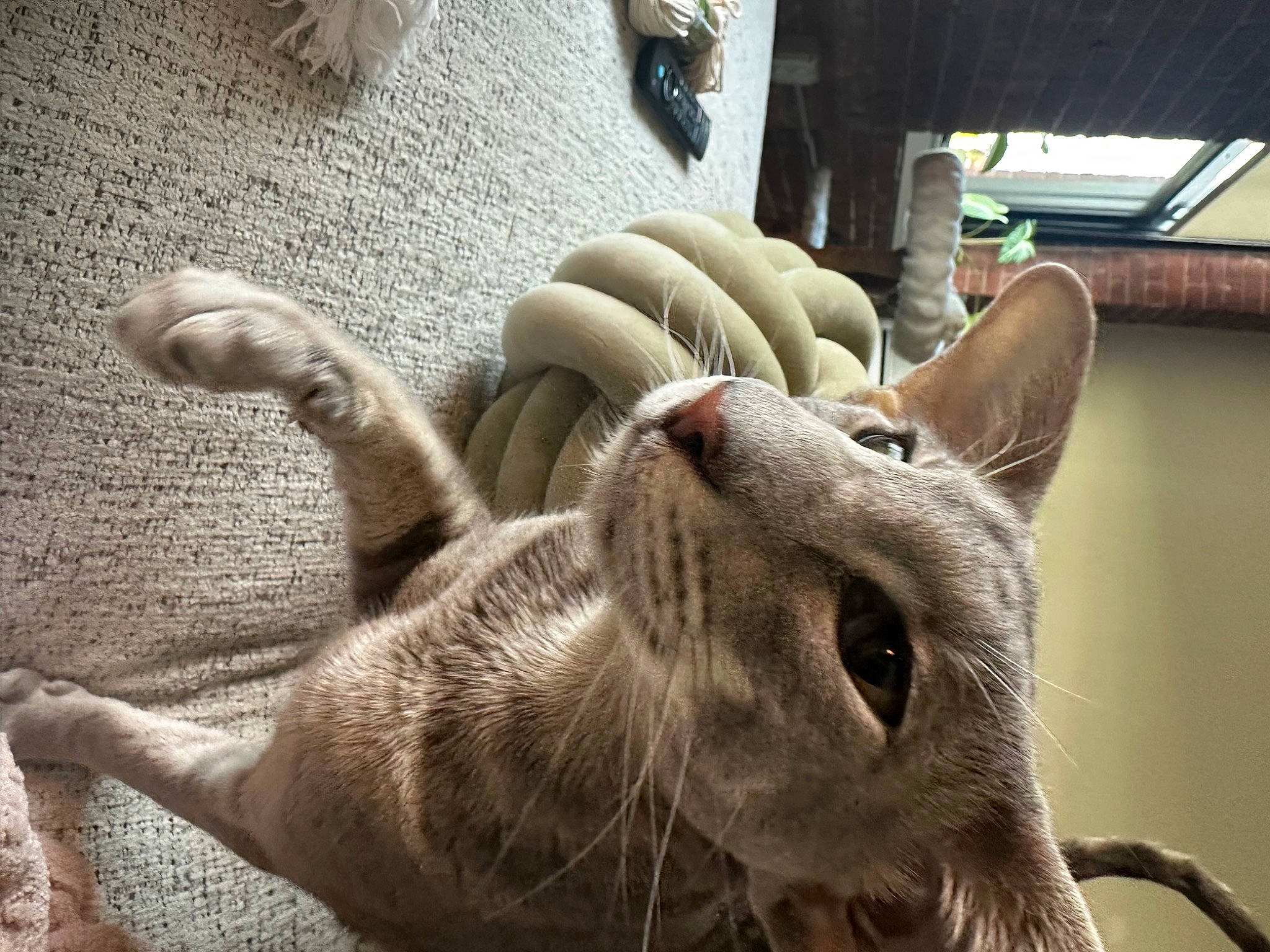 Willow joined the competition — help win amazing prizes! carnivore, cat, chartreux, claw, comfort, domestic_short_haired_cat, fawn, felidae, fur, nap, paw, small_to_medium_sized_cats, snout, tail, terrestrial_animal, whiskers, wildlife, window, wood, working_animal