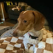 Miss. Minnie Mayhem is registered to the contest to win money with this photo: dog, brown, white, collar, blanket, checkered, indoor, living_room, couch, furniture, pet, animal, cozy, soft, home, floor, carpet, seated, domestic, blurred
