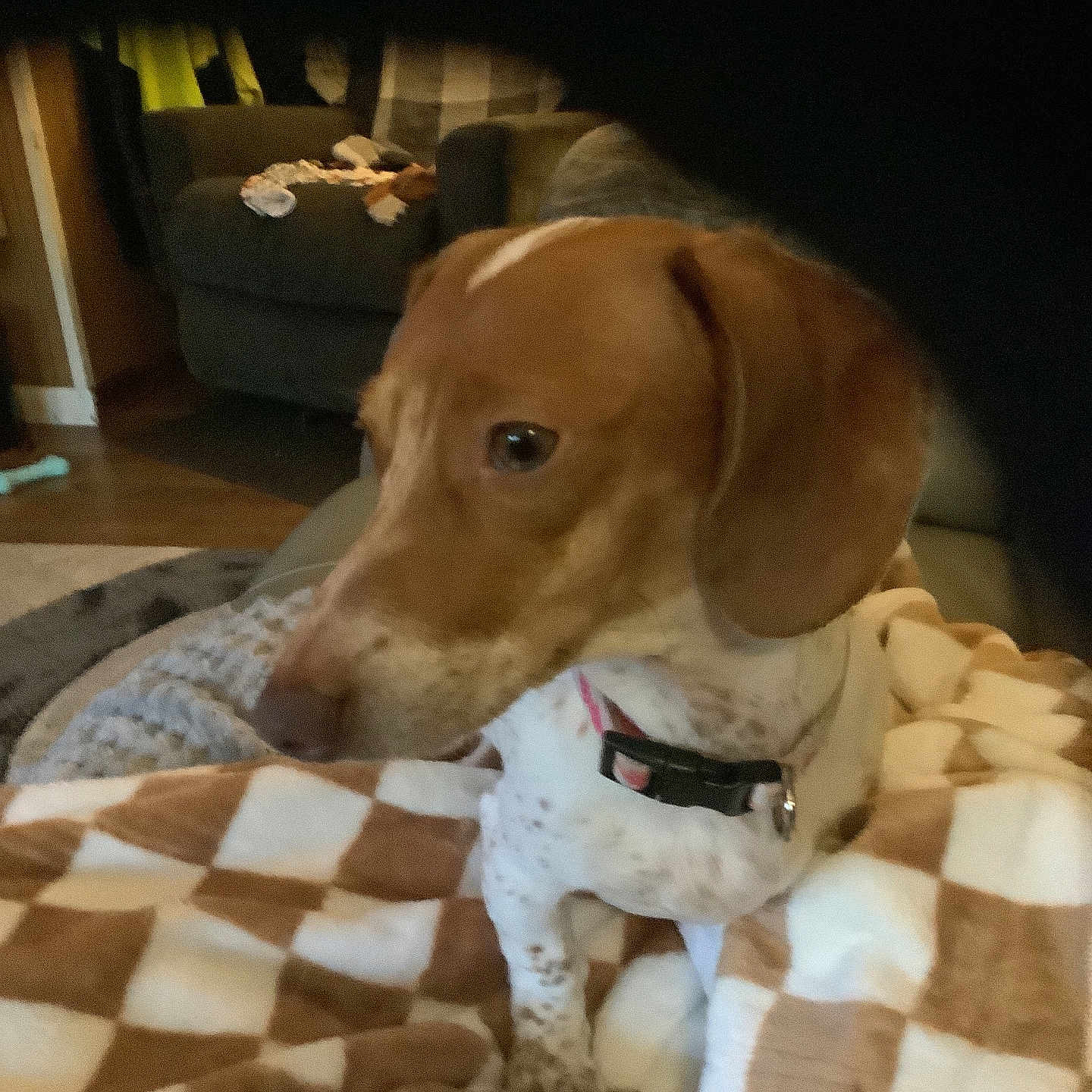 Miss. Minnie Mayhem is registered to the contest to win money with this photo: animal, blanket, blurred, brown, carpet, checkered, collar, couch, cozy, dog, domestic, floor, furniture, home, indoor, living_room, pet, seated, soft, white